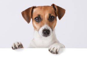 Купить корм для собак Just Dog в Новосибирске